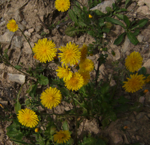 Crepis sancta1.JPG © Victor M. Vicente Selvas