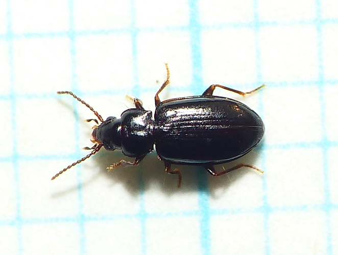 Tachyta nana (Gyllenhal, 1810) &copy; Dick Belgers