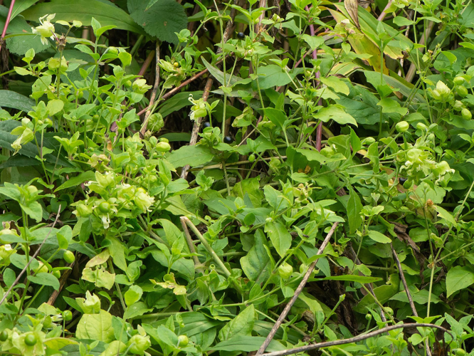 Silene baccifera (L.) Roth, 1788 &copy; Wijnand van Buuren