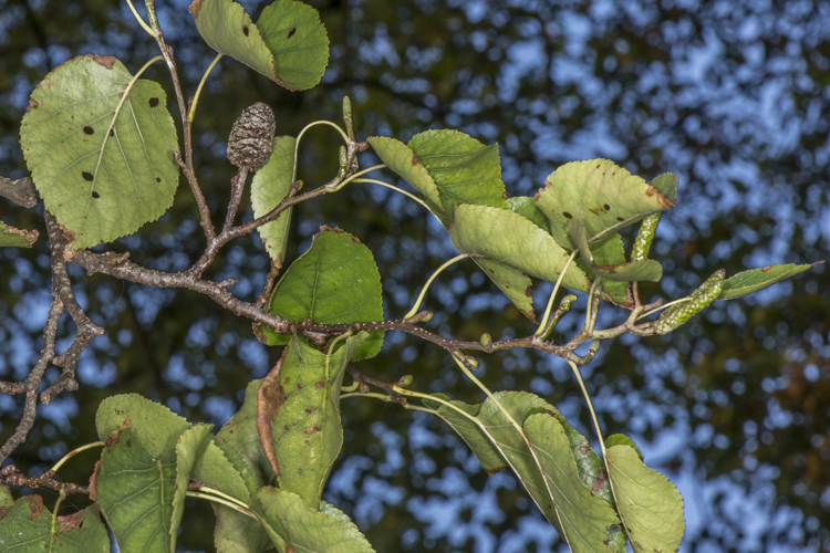 Alnus cordata (Loisel.) Duby, 1828 &copy; Piet J. Ashouwer