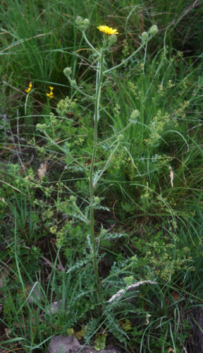 Crepis setosa 1.jpg © Franz Xaver