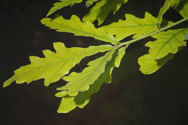 Quercus petraea (Matt.) Liebl., 1784 &copy; Hans Jonkman