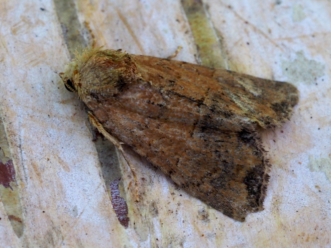 Mesoligia furuncula (Denis & Schiffermüller, 1775) &copy; Henk van Woerden