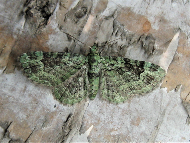 Pasiphila rectangulata (Linnaeus, 1758) &copy; Martien van den Heuvel