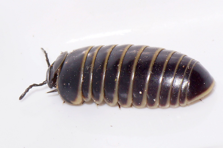 Glomeris marginata (Villers, 1789) &copy; Hans Jonkman