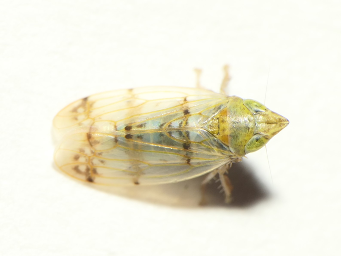 Japananus hyalinus (Osborn, 1900) &copy; Dick Belgers