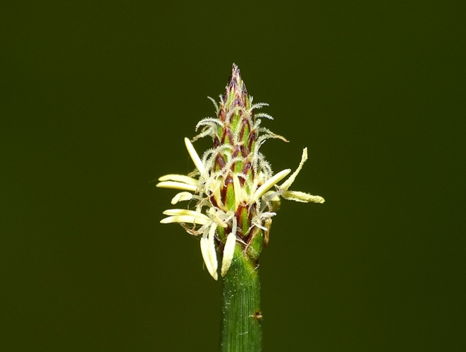 Eleocharis palustris (L.) Roem. & Schult., 1817 &copy; Dick Belgers
