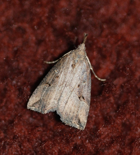 Hypena rostralis (Linnaeus, 1758) &copy; Louis Westgeest