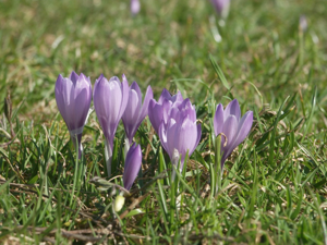 Crocus vernus group1.jpg © Bernd Haynold