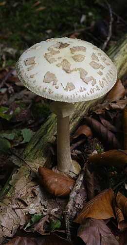 Amanita citrina Pers., 1797 &copy; Hans Adema