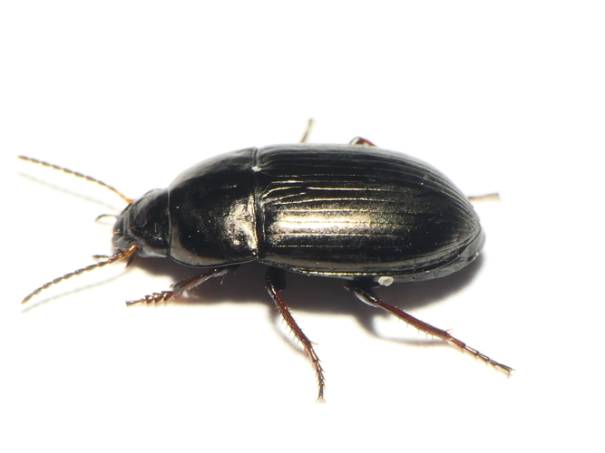 Amara curta Dejean, 1828 &copy; Dick Belgers