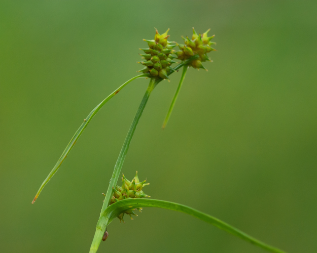 Carex demissa Hornem., 1806 &copy; Wijnand van Buuren