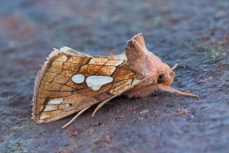 Plusia putnami Grote, 1873 &copy; Steeman Chris