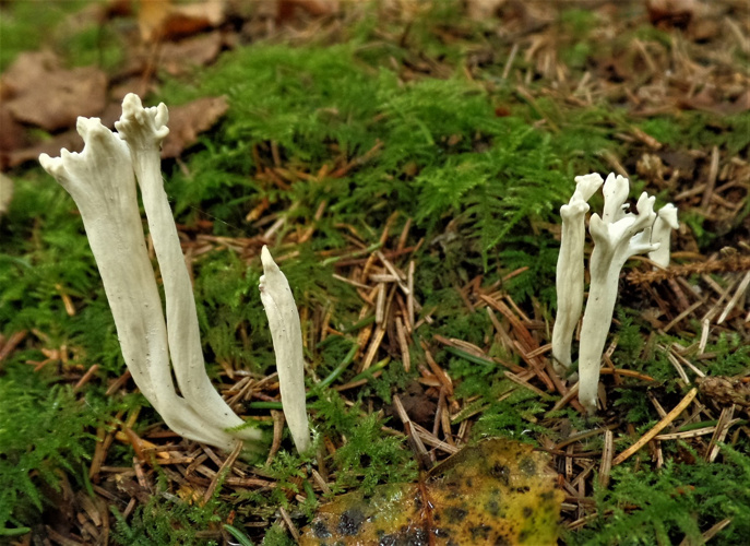 Clavulina rugosa (Bull.) J.Schröt., 1888 &copy; Ab Neutel