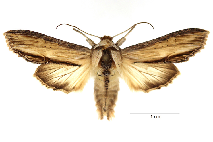 Cucullia lychnitis Rambur, 1833 &copy; De Prins Guido