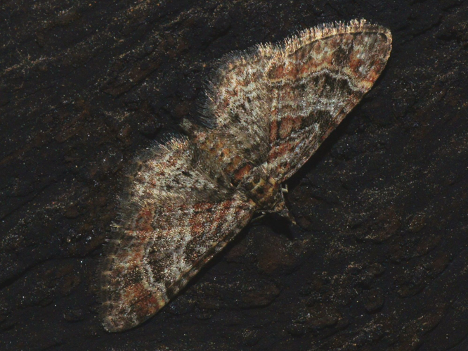 Gymnoscelis rufifasciata (Haworth, 1809) &copy; Hans Jonkman