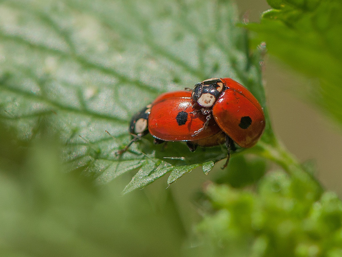 Adalia bipunctata (Linnaeus, 1758) &copy; Wijnand van Buuren
