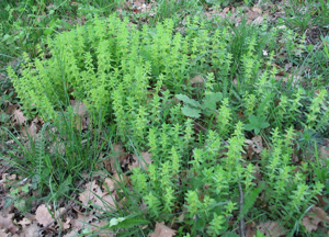 Cruciata glabra1.jpg © Commons