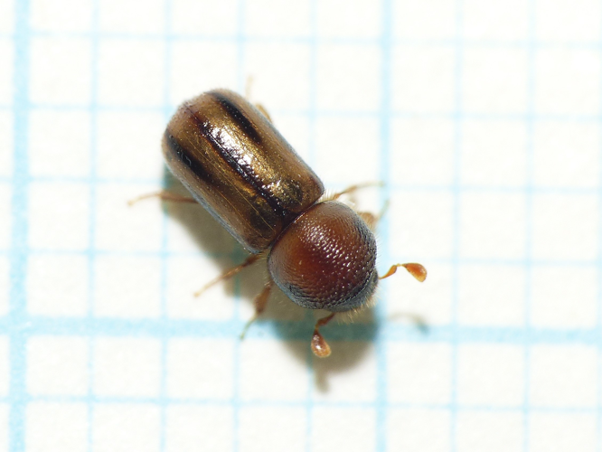 Trypodendron signatum (Fabricius, 1792) &copy; Dick Belgers