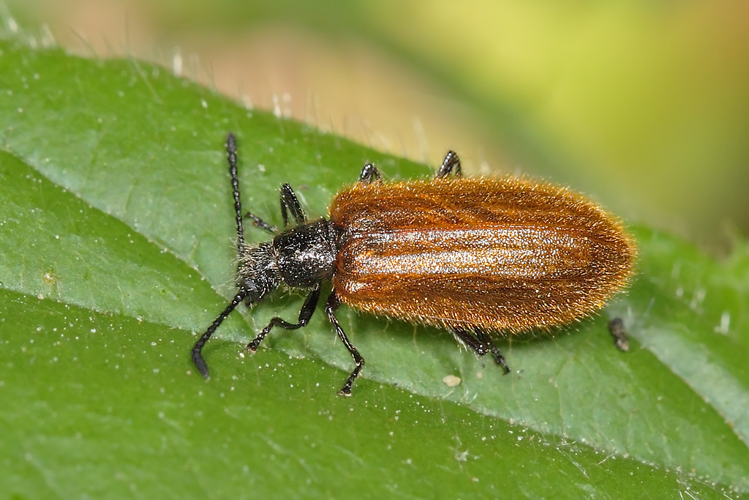 Lagria atripes Mulsant & Guillebeau, 1855 &copy; Marijke Kanters