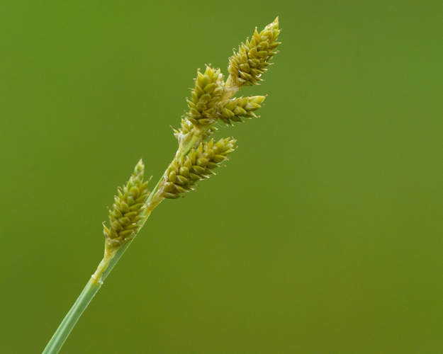 Carex canescens L., 1753 &copy; Wijnand van Buuren