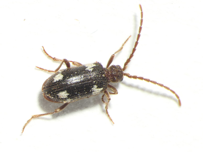 Ptinus sexpunctatus Panzer, 1789 &copy; Dick Belgers