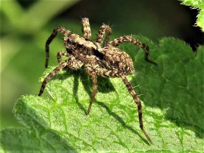 Pardosa amentata (Clerck, 1758) &copy; Martien van den Heuvel