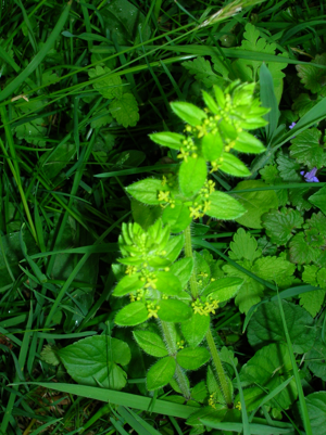 Cruciata laevipes Luc na croise.JPG © Rosser1954 Roger Griffith