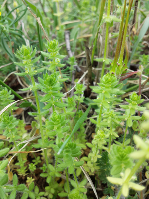 Cruciata pedemontana sl6.jpg © Stefan.lefnaer
