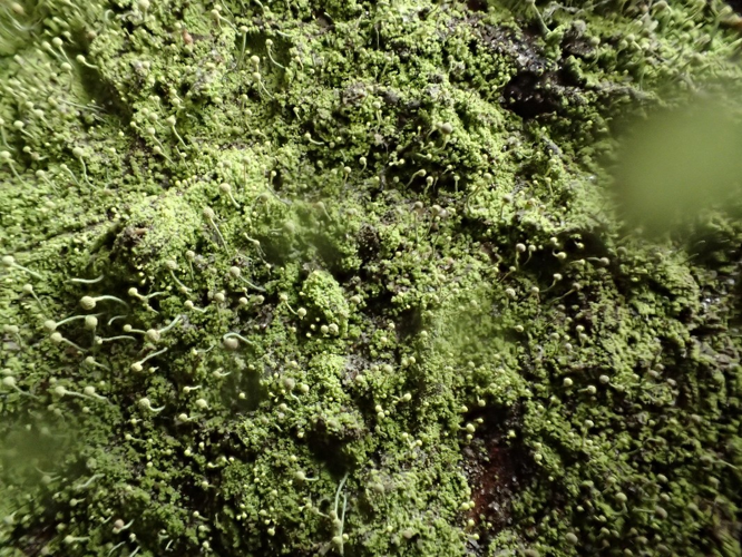 Chaenotheca furfuracea, DMS-9187153 &copy; Erik Arnfred Thomsen