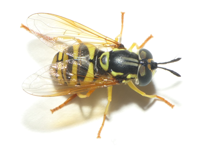 Chrysotoxum verralli Collin, 1940 &copy; Dick Belgers