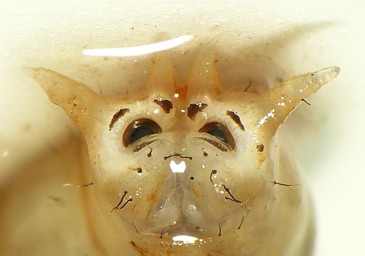 Dictenidia bimaculata (Linnaeus, 1761) &copy; Dick Belgers