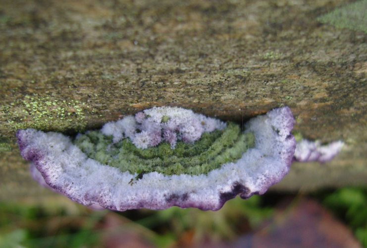 Trichaptum abietinum (Pers. ex J.F.Gmel.) Ryvarden, 1972 &copy; Tjerk Nawijn