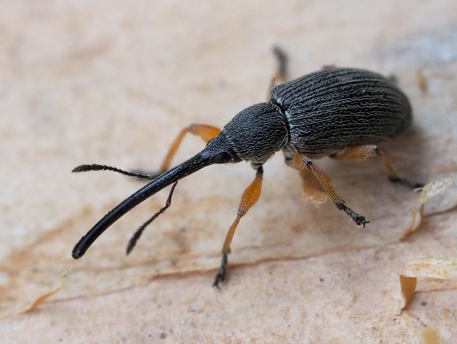 Rhopalapion longirostre (Olivier, 1807) &copy; Henk van Woerden