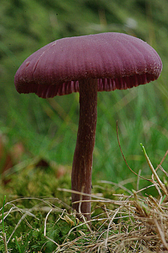 Laccaria amethystina Cooke, 1884 &copy; Hans Adema