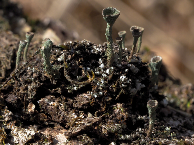 Cladonia chlorophaea (Flörke ex Sommerf.) Spreng., 1827 &copy; Henk van Woerden