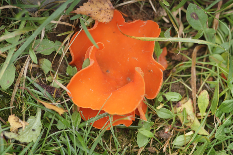 Aleuria aurantia (Pers.) Fuckel, 1870 &copy; Tjerk Nawijn