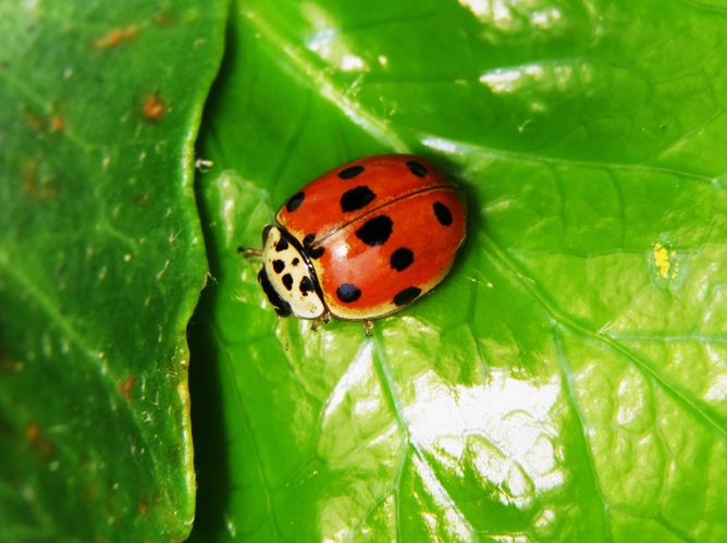 Adalia decempunctata (Linnaeus, 1758) &copy; Martien van den Heuvel