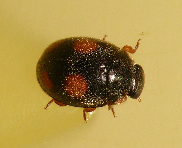 Platynaspis luteorubra (Goeze, 1777) &copy; Dick Belgers