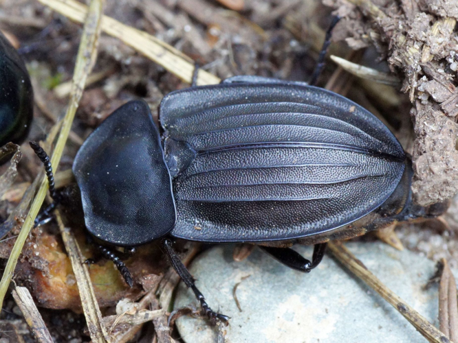 Silpha carinata Herbst, 1783 &copy; Hans Jonkman