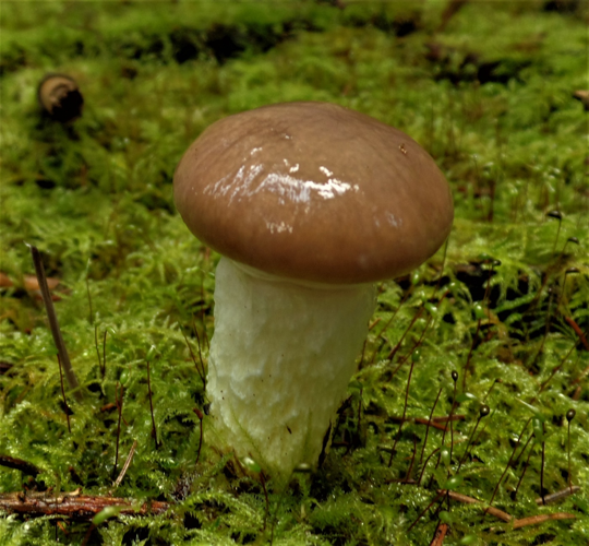 Hygrophorus agathosmus (Fr.) Fr., 1838 &copy; Ab Neutel