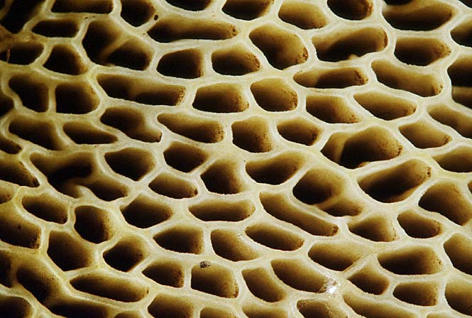 Imleria badia, JHP-00.265 &copy; MycoKey / Jens H. Petersen