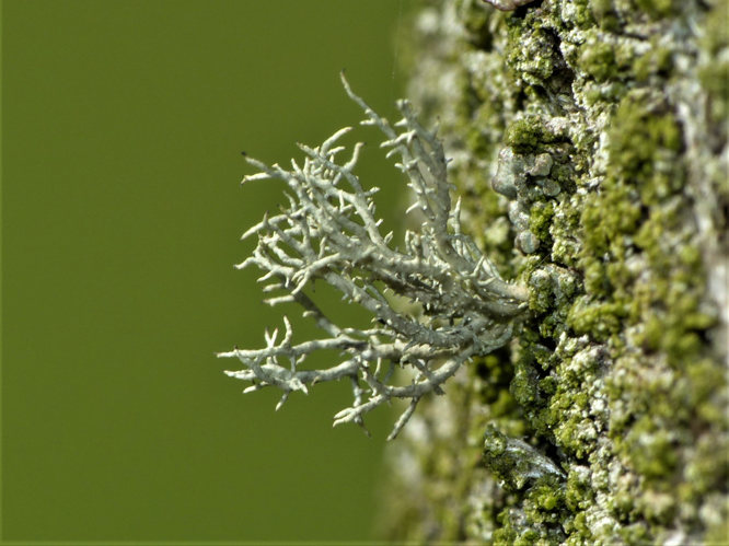 Usnea hirta (L.) F.H.Wigg., 1780 &copy; Koen Verhoogt