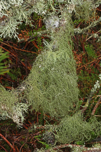 Bryoria capillaris, DMS-10079466 &copy; Knud Knudsen