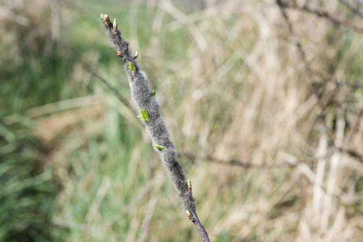 Eriogaster lanestris (Linnaeus, 1758) &copy; Steeman Chris