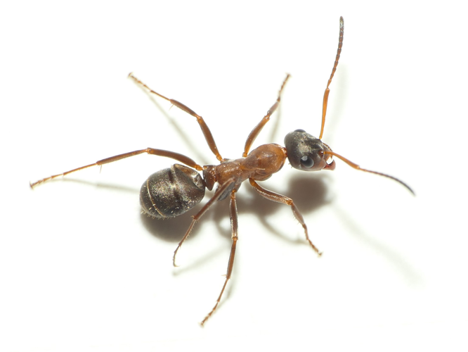 Formica rufibarbis Fabricius, 1793 &copy; Dick Belgers