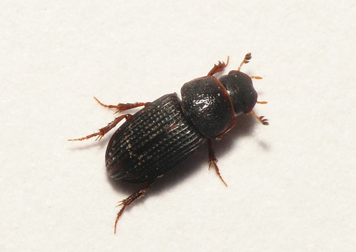 Oxyomus sylvestris (Scopoli, 1763) &copy; Dick Belgers