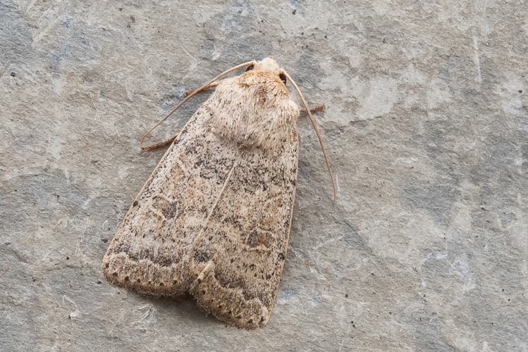 Hoplodrina superstes (Ochsenheimer, 1816) &copy; Steeman Chris