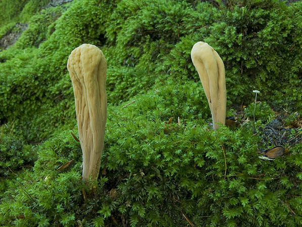 Clavariadelphus pistillaris, JHP-08.121 &copy; MycoKey / Jens H. Petersen