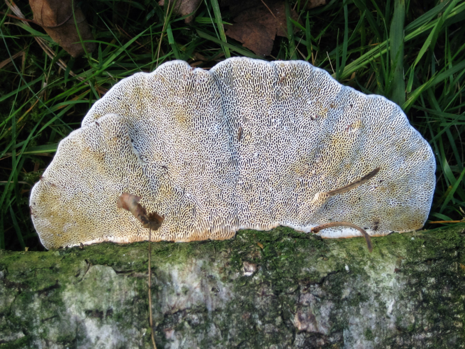 Daedaleopsis confragosa (Bolton) J.Schröt., 1888 &copy; Martien van den Heuvel